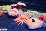 Les plus beaux aquariums de France : notre sélection